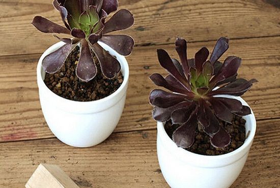 休眠期的黑法师 休眠期的黑法师