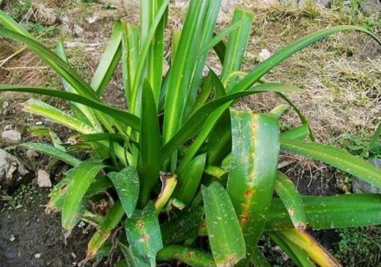 朱顶红叶子出现黄斑的原因和防治方法