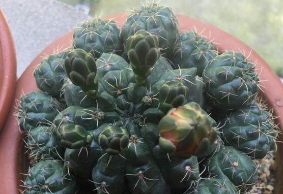 绯花玉仙人球怎么繁殖？播种分球繁殖及养护技