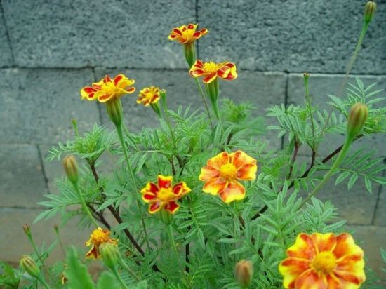 孔雀草的花期 孔雀草的花期