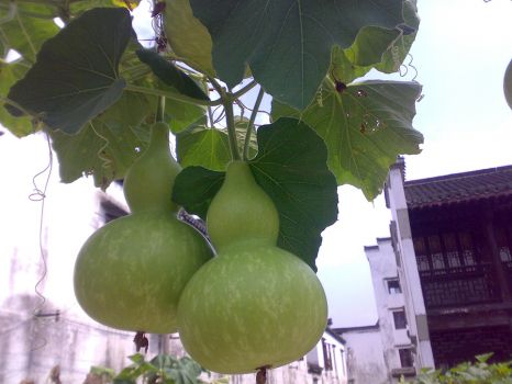 两只大葫芦 两只大葫芦