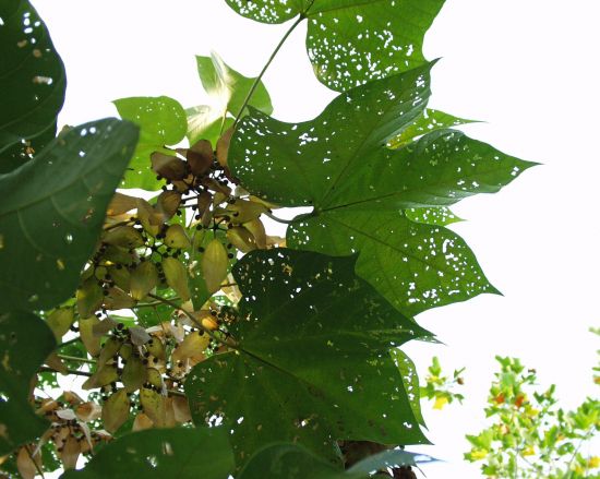 梧桐树下图片 梧桐树下图片