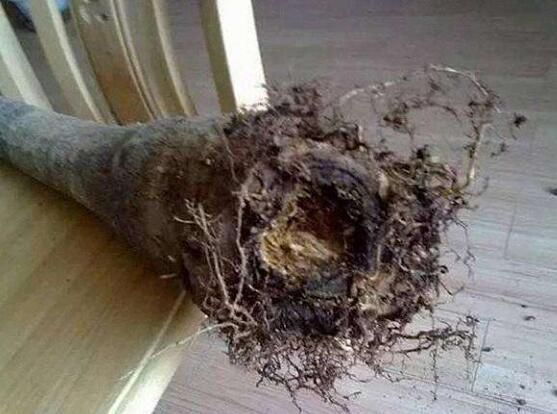 发财树没根了还能活吗？能救活/发财树烂根补救