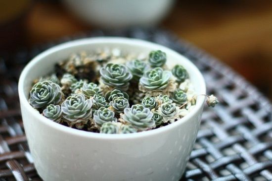 子持莲华的种植方法 子持莲华的种植方法