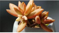 铭月有哪些杂交品种？盘点十大多肉铭月杂交品