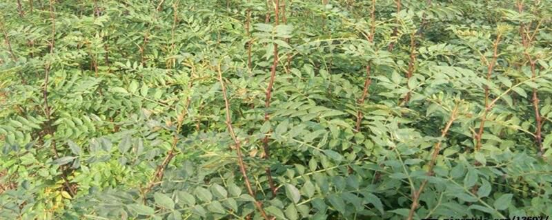 花椒树苗哪里有卖？