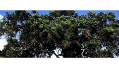 哪些树是阔叶树？盘点常用四种阔叶树品种