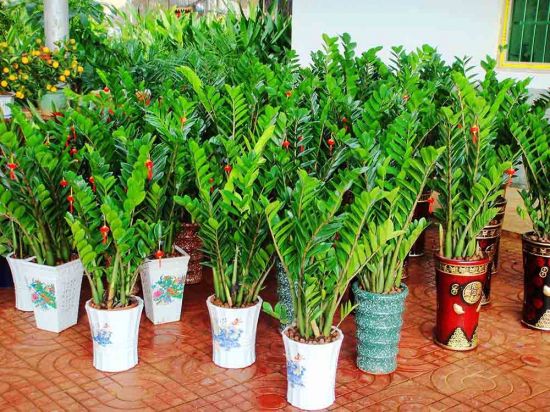 金钱树卖场图片 金钱树卖场图片