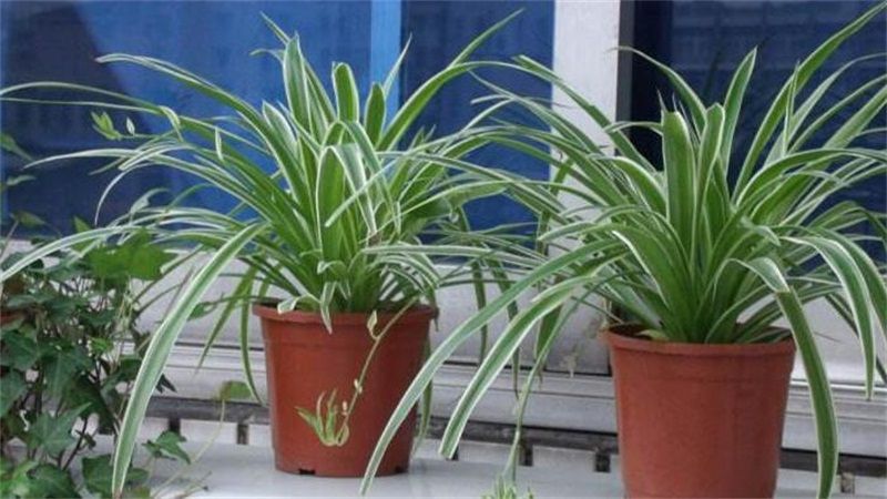 吊兰怎么养长得好？吊兰养殖方法