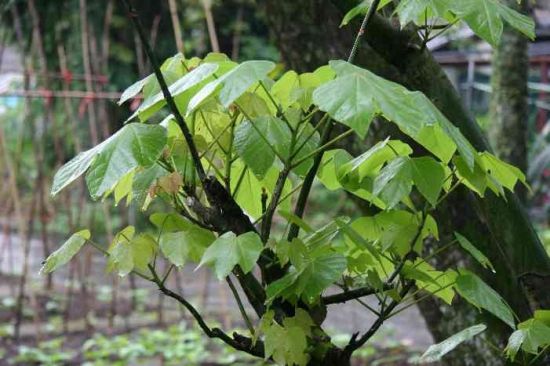 梧桐叶序图片 梧桐叶序图片