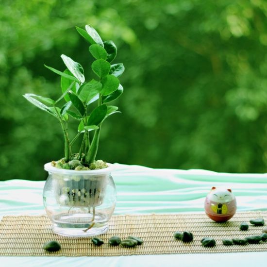 微距特写金钱树图片 微距特写金钱树图片