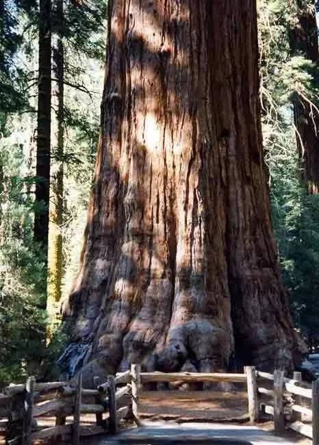 谢尔曼将军树 谢尔曼将军树