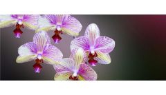 兰花有小飞虫用什么药？兰花有小飞虫用杀虫剂