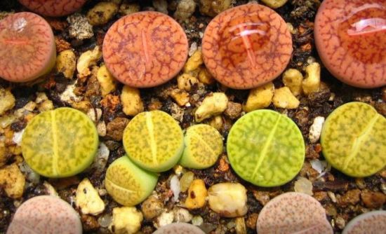 生石花的种植方法【分享】 生石花的种植方法【分享】