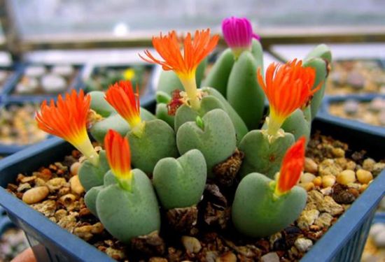 生石花的种植方法【分享】 生石花的种植方法【分享】