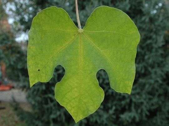 一张梧桐树的叶子图片 一张梧桐树的叶子图片