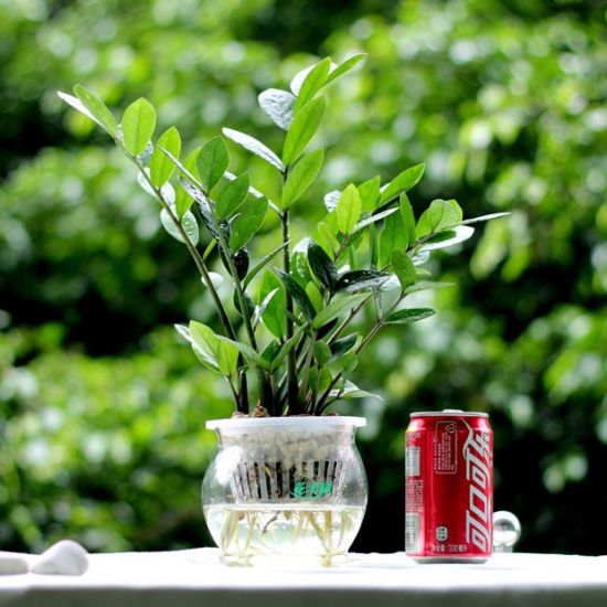 微距实拍金钱树图片 微距实拍金钱树图片