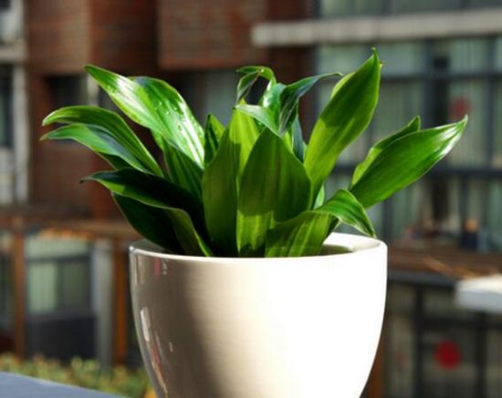 密叶朱蕉/太阳神的种植方法 密叶朱蕉/太阳神的种植方法