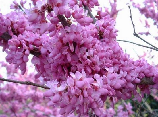 怎样栽种好紫荆