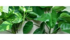 刚买的绿萝怎么浇水