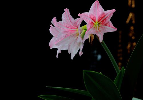 拉斯维加斯 拉斯维加斯