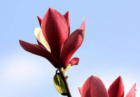 鲜艳的辛夷花 鲜艳的辛夷花