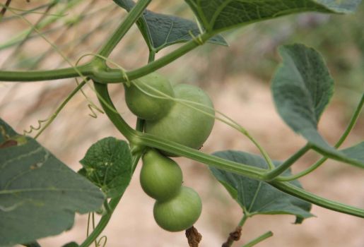 葫芦种植方法和种植葫芦的注意事项