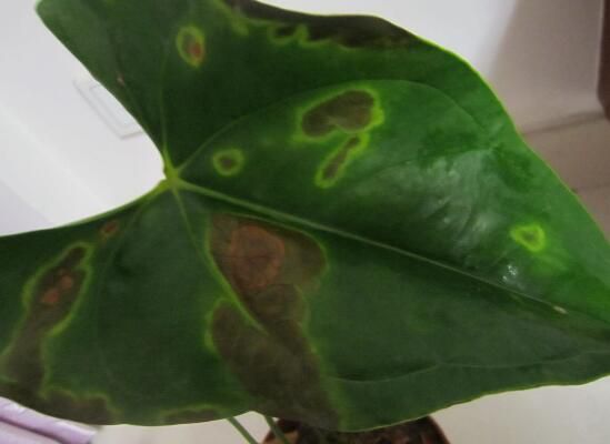 红掌叶子有黄斑怎么办？红掌叶子患病原因及解决方法