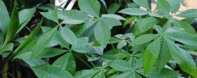 发财树落叶怎么补救？四种方法解决发财树落叶