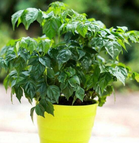 幸福树吸收甲醛吗？吸收甲醛招来财运