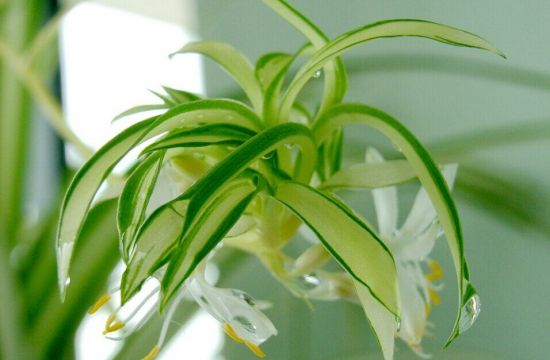 美丽的吊兰花 美丽的吊兰花