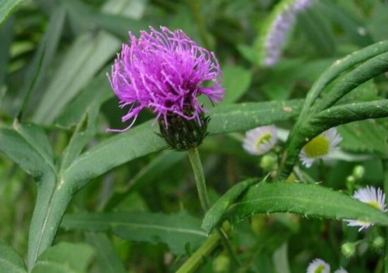 刺儿菜是什么 刺儿菜是什么