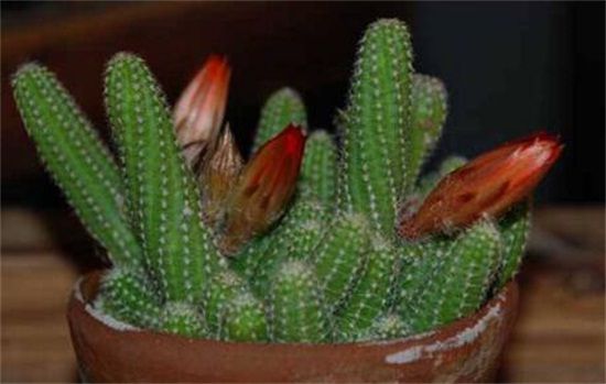 仙人柱怎样繁殖快？仙人柱扦插繁殖的方法步骤