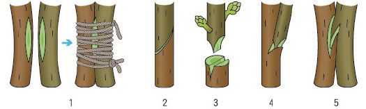 各种嫁接方法图 各种嫁接方法图