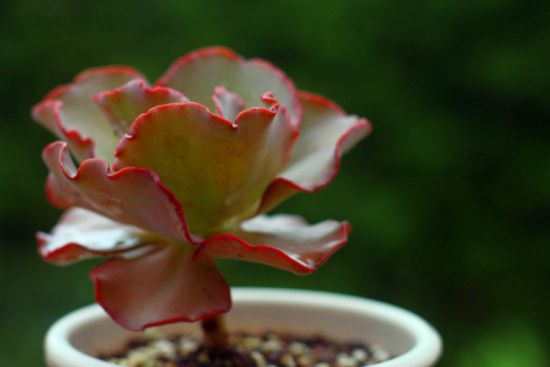 高砂之翁的种植方法 高砂之翁的种植方法