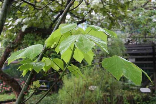 梧桐树长新叶图片 梧桐树长新叶图片