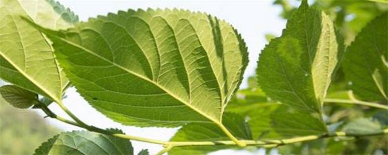 采桑是什么季节的农事？