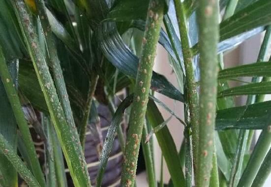 凤尾竹长介壳虫怎么办？凤尾竹介壳虫消除的4个