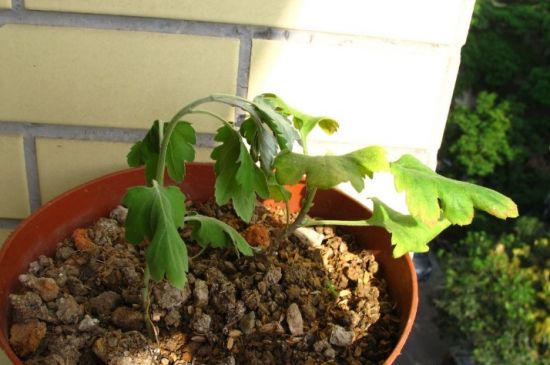 盆花萎蔫了怎么办？盆花萎蔫的原因及处理办法