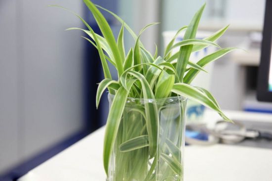 吊兰图片附介绍：相册的图片免费下载