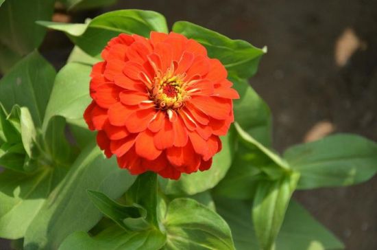 百日草花期 百日草花期