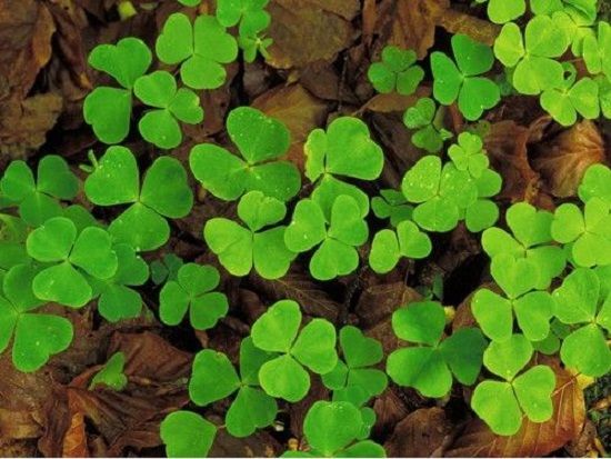 野生状态下的三叶草 野生状态下的三叶草