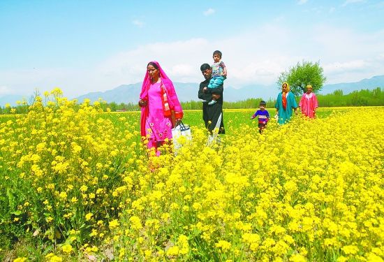 五种具有土壤修复功能的植物 五种具有土壤修复功能的植物