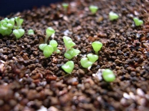 茁壮成长中的肉肉 茁壮成长中的肉肉