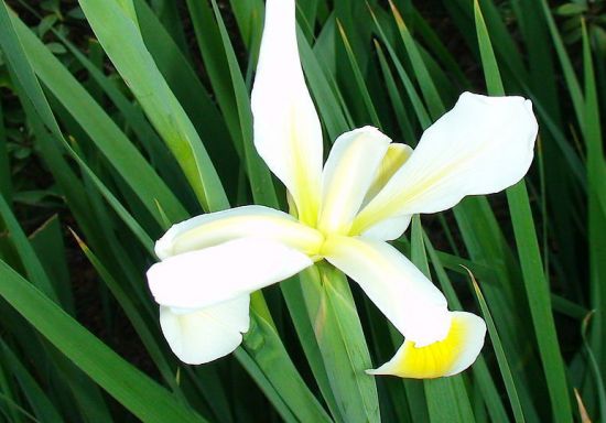 菖蒲开花 菖蒲开花