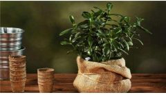 金钱树可以浇啤酒吗