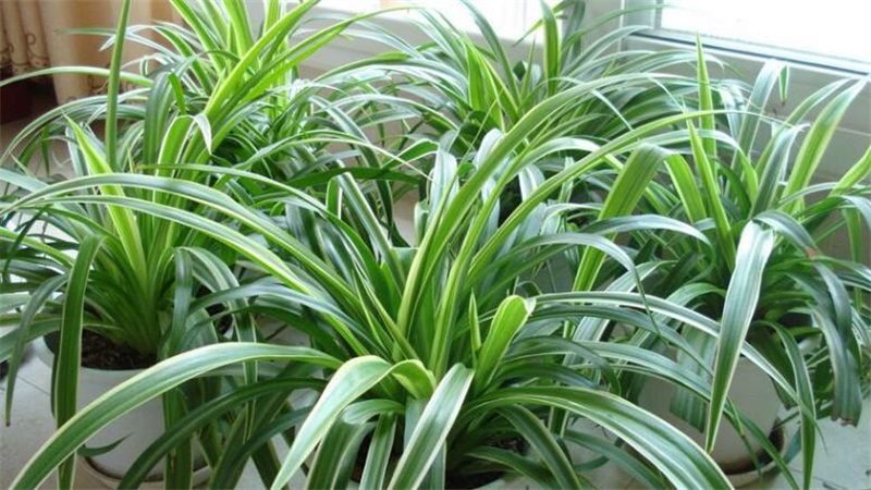 吊兰叶子发黄怎么办？六个解决方法
