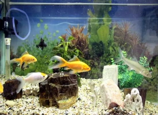 鱼缸中换下的废水 鱼缸中换下的废水