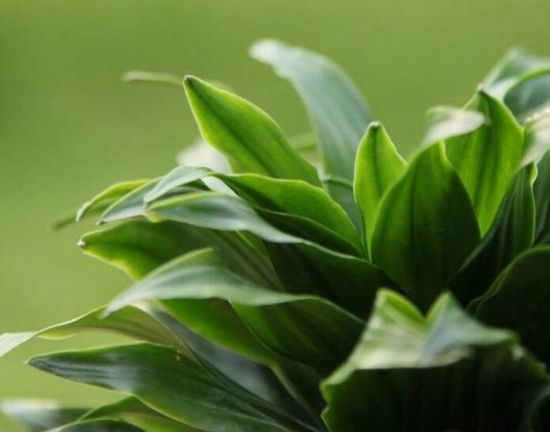 密叶朱蕉/太阳神的种植方法 密叶朱蕉/太阳神的种植方法