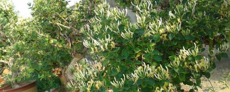 怎样制作金银花盆景？金银花盆景制作和后期养